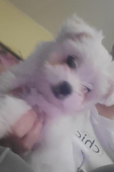 Psi: Na prodaju stenci maltezera,snezno bele boje,stari dva — 6