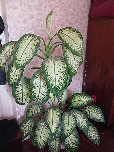 ev bitkisi: Dieffenbachia (tropik dekorativ otaq bitkisi) - Növ: Dieffenbachia — 2