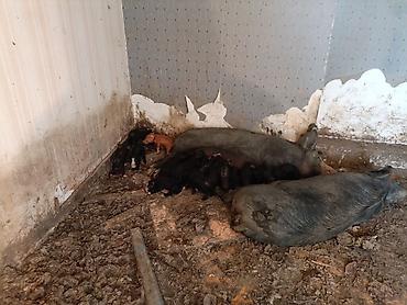 dəniz donuzu qiyməti: Məhsul: Donuzlar və balaları . Bir ana 8 bala 2500 . Üç ana 26 bala — 8