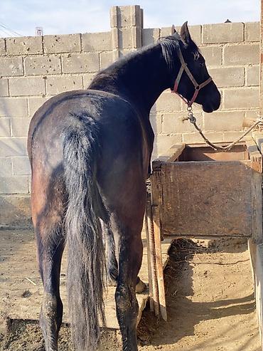 Лошади, кони: Продаю | Кобыла (самка) | Для разведения, Конный спорт | Племенные — 3