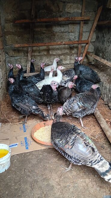 Hinduşka: Dişi, Damazlıq, Ünvandan götürmə — 7