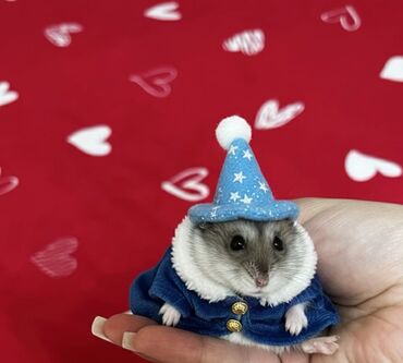 Gəmiricilər: 🐹 Hər növ xamyaklar və aksesuarlar satışda! 🐭 ✨ Bizdə cunqariklər — 2