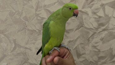 Информатика: Məhsul: Yaşıl almaz quşu – İsgəndər lori/halqa boyun (Ringneck)