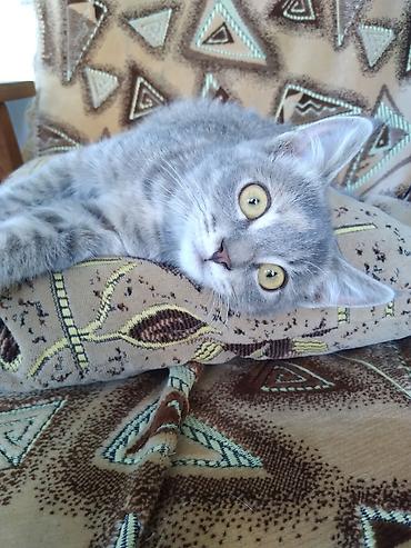 кошка бесплатная: Кошка даром: Беспородная, 3 месяца, Девочка, Приучена к лотку, Проглистована — 1