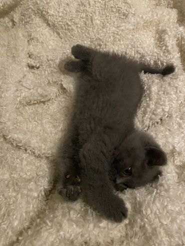 Daraq panellər: Britan