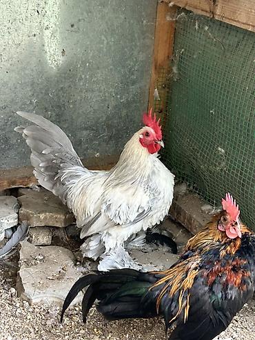 avcarka bala: Cüt dekorativ xoruzlar – bantam ölçüdə, nümayiş və damazlıq üçün — 2