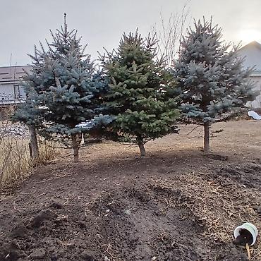 Декоративные деревья: Саженцы деревьев: Ели — 7