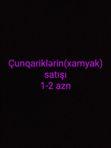 Tam ələ öyrənməli vaxtlarıdır
Elaqe: whatsapp
Ünvan: Razin