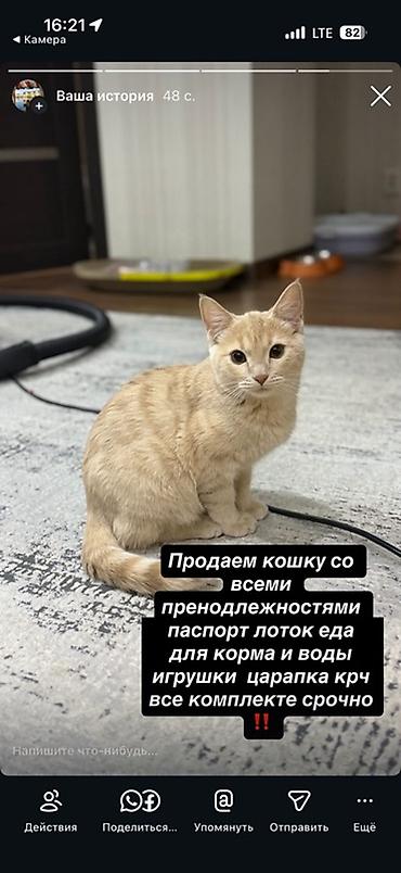 котята беловодск: Кошка с полным набором принадлежностей. В комплекте: - ветеринарный — 1