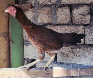 Digər quşlar: Heyratı ailəsi satılır. Pleymut beçə 7 aylıq 80azn, fərələr tək-tək 40 — 7