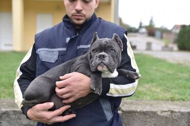 Psi: Dostupni stenci american bully Starosti 4 meseca Primili sve vakcine — 10