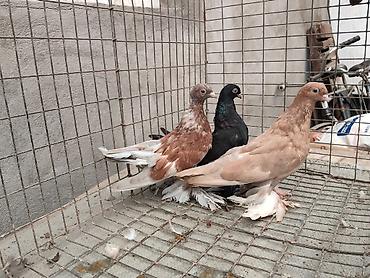 индюки оптом: Продам голубей: 3 шутки
Молоднях игровые цена за всех 3 штуки 950 сом — 1