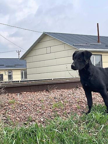 Отдам даром собаку: Собака даром: 3 месяца, Самка — 5