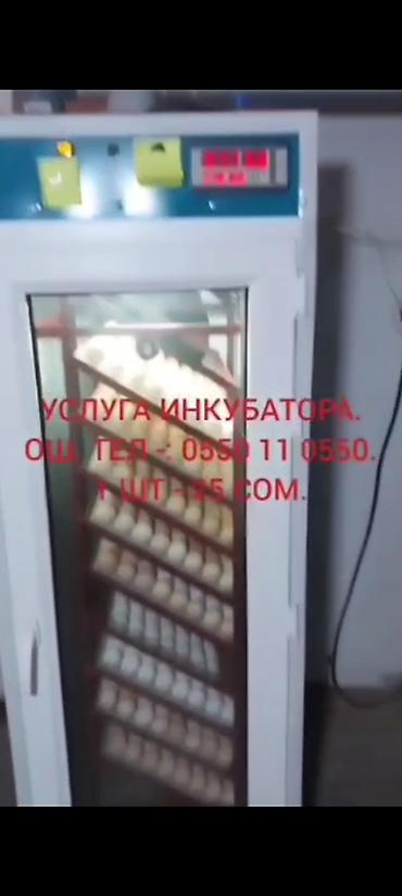 тукан прес: Услуга инкубатора для выведения птицы. Профессиональный инкубатор — 1