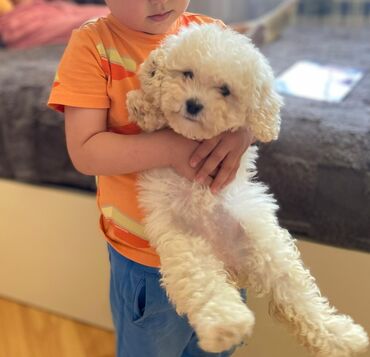 it afçarka: Bişon Frize, 3 ay, Dişi, Ödənişli çatdırılma