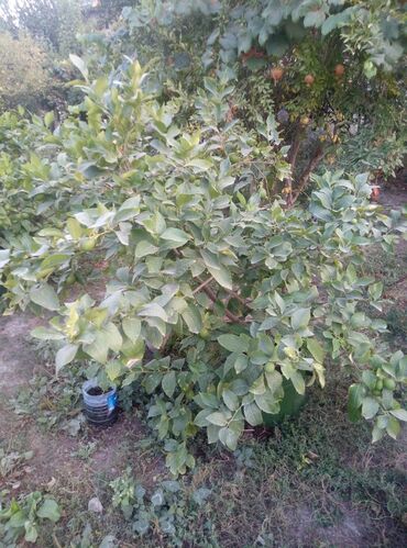 ev əşyası: Məhsul: Qabda yetişdirilən sitrus ağacı (limon) Təsvir: - Yaşıl metal