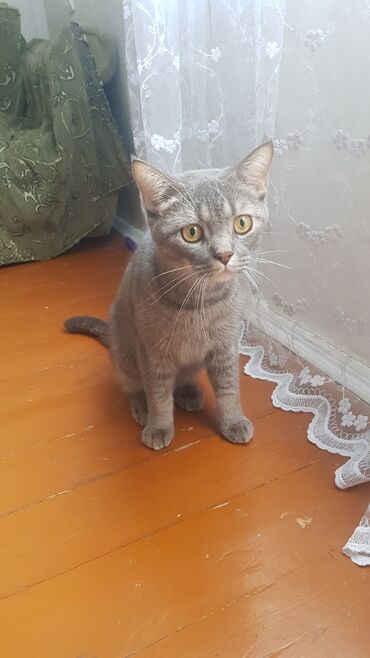 qara pişik: Шотландская, Самец, В добрые руки, Самовывоз