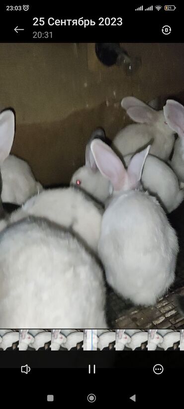 кролики каракол: Кролики белые великаны и серые, бабочки до трёх месяцев распродажа по
