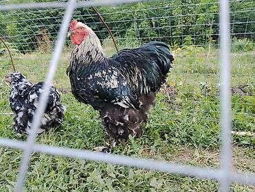 кошка регдолл: Продаю | Куры | Брама | Для разведения — 4