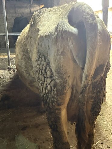 Коровы, быки: Продаю | Корова (самка) | Для молока | Привязанные — 5