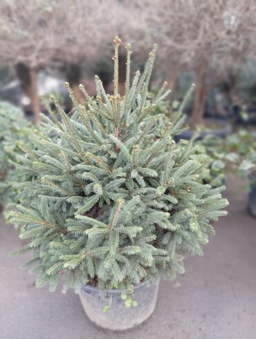 Ağaclar: Yeni il şamları 🌲 dibçəkdə ofis,ev 🏠 və bağ 🪏 üçün uyğundur.Təbii — 5