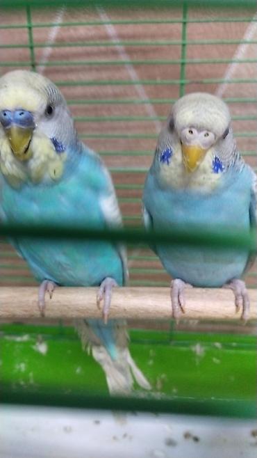 Птицы: Korella 50 azn papuqay 15 azn Nimfa (cockatiel) cütlüyü və qəfəs dəsti — 3
