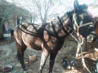 в связи с переездом отдам попугая жако в добрые руки: Сатам | Байтал