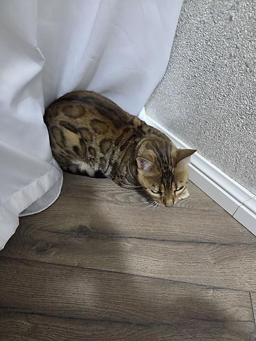 Pişiklər: Benqal, Dişi, Ünvandan götürmə — 7