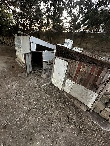 bilecerde evler: Kupça, çıxarışı var Meşə zolağına bitişik, geniş həyəti olan bağ evi — 10