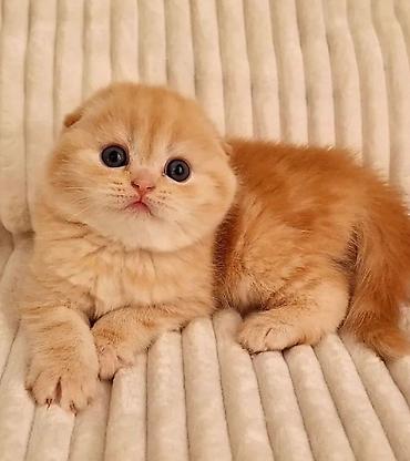 Pişiklər: Şotland — 3