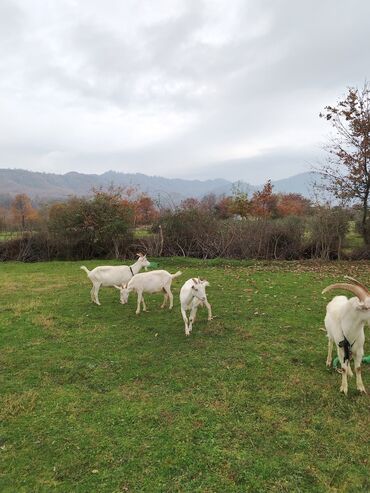 Keçi, çəpiş: Sanen safqan Südlük-törədici keçilər - Cins: ağ rəngli yerli/saanen — 10