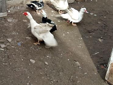 Ördəklər: Kom şeklinde SATLİR Erkey 2 denedi 10 dişi di tecılı satlir erkeyler — 4