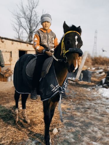 чистокровная лошадь: Лошади, кони