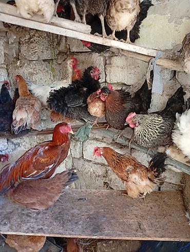 liqorin toyuqlari satilir: Məhsul: Yerli toyuqlarıdi gecen ilin fereleridi yumurtuya düşüblər — 3