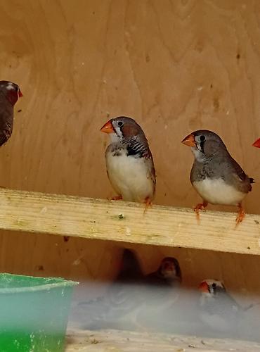 Животные: Zebra durnabaşı (Taeniopygia guttata) – dekorativ finç quşları - — 2