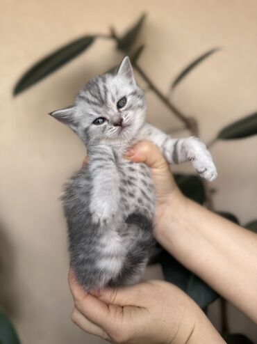 Pişiklər: Şotland — 27