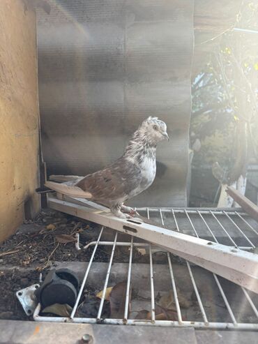 cuce ucun su qabi: Məhsul: Bəzəkli ev göyərçini Təsvir: - Nadir görünüşlü bəzəkli