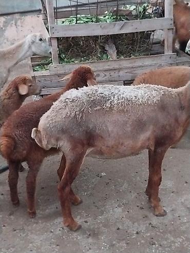 Qoyunlar, qoçlar: Damazlığ ana bala qoyunlar satılır. Balaların biri dişi, ikisi — 7