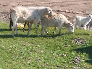 Козы, козлы: Продаю | Козёл (самец) | Для разведения | Племенные — 8