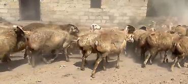 keci surusu: Dişi, il: 1, Damazlıq, Pulsuz çatdırılma — 7
