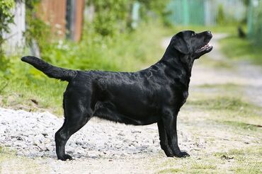 balonka itler: Labrador-retriver, 8 ay, Dişi, Peyvəndli, Ünvandan götürmə
