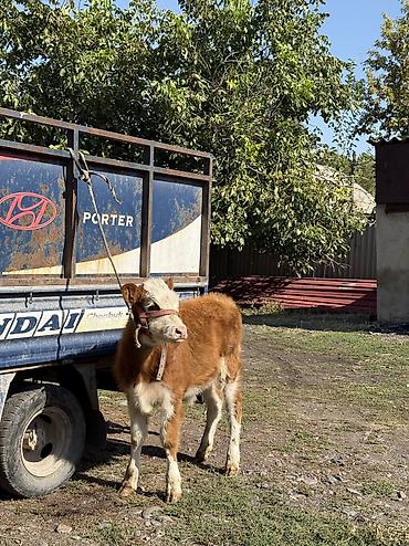 Продам с/х животных: Продаю | Бык (самец) | Симментальская | Для разведения — 1