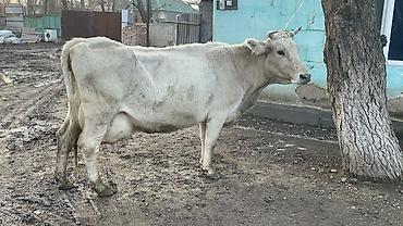 Коровы, быки: Продаю | Корова (самка) | Швицкая | Для молока — 5