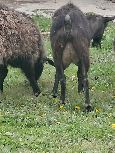 Козы, козлы: Продаю | Коза (самка), Козёл (самец), Козлёнок — 13