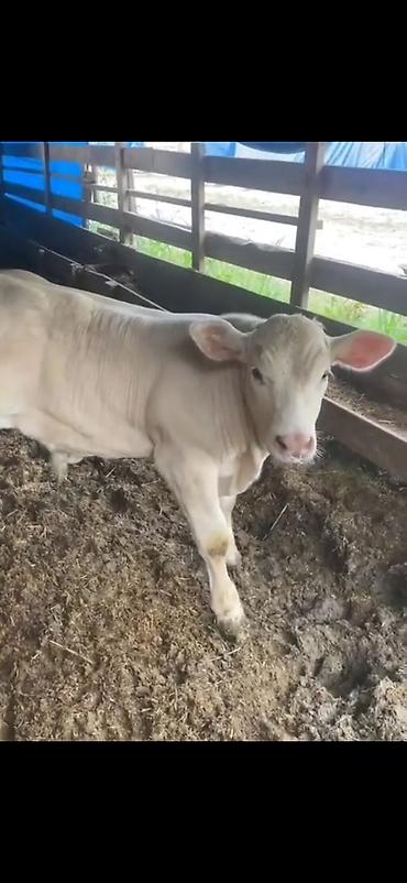 Dana, buzov: Satılır: Ətlik buzov - Cinsə bənzər: ağ rəngli, ətlik istiqamətli -da lalafo.az — 9 Dana, buzov: Satılır: Ətlik buzov - Cinsə bənzər: ağ rəngli, ətlik istiqamətli — 9