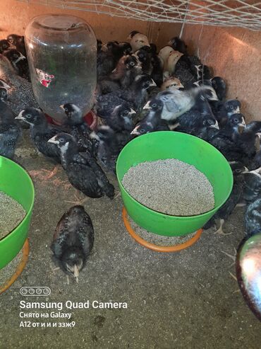 птица фабрика: Продаю цыплят породы плимутрок возраст почти месяц витамины