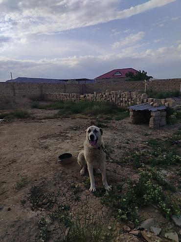 böyük itlər: Alabay — 2