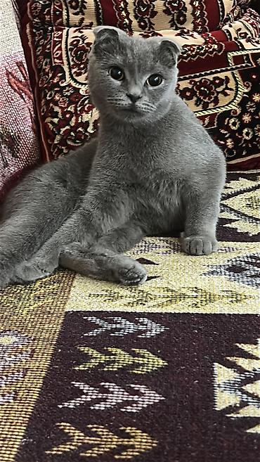 Şotland yastı qulaq, Dişi lalafo.az -da Şotland yastı qulaq, Dişi