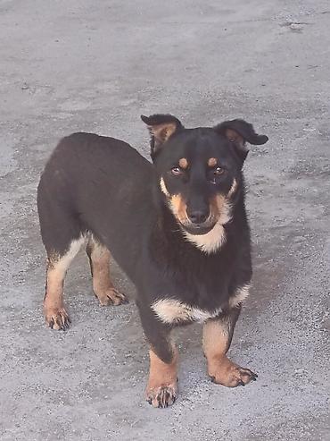 İtlər: Miniature Pinscher və şivava qarışığı cins həyət itləri satılır. Erkək — 2