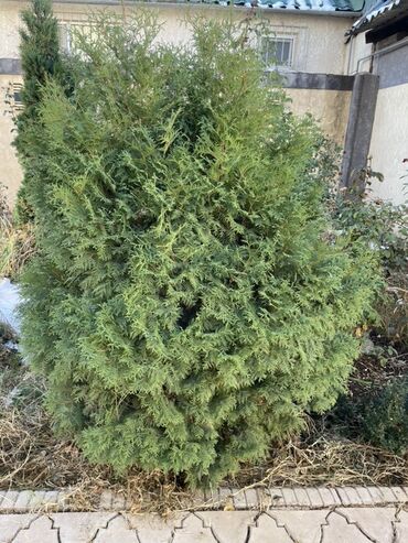 декоративное дерево: Саженцы деревьев: Туи